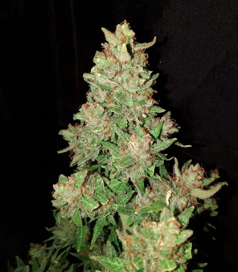 Семена сорта LSD-25 auto (FastBuds) Семена сорта LSD-25 auto (FastBuds) — изображение 4