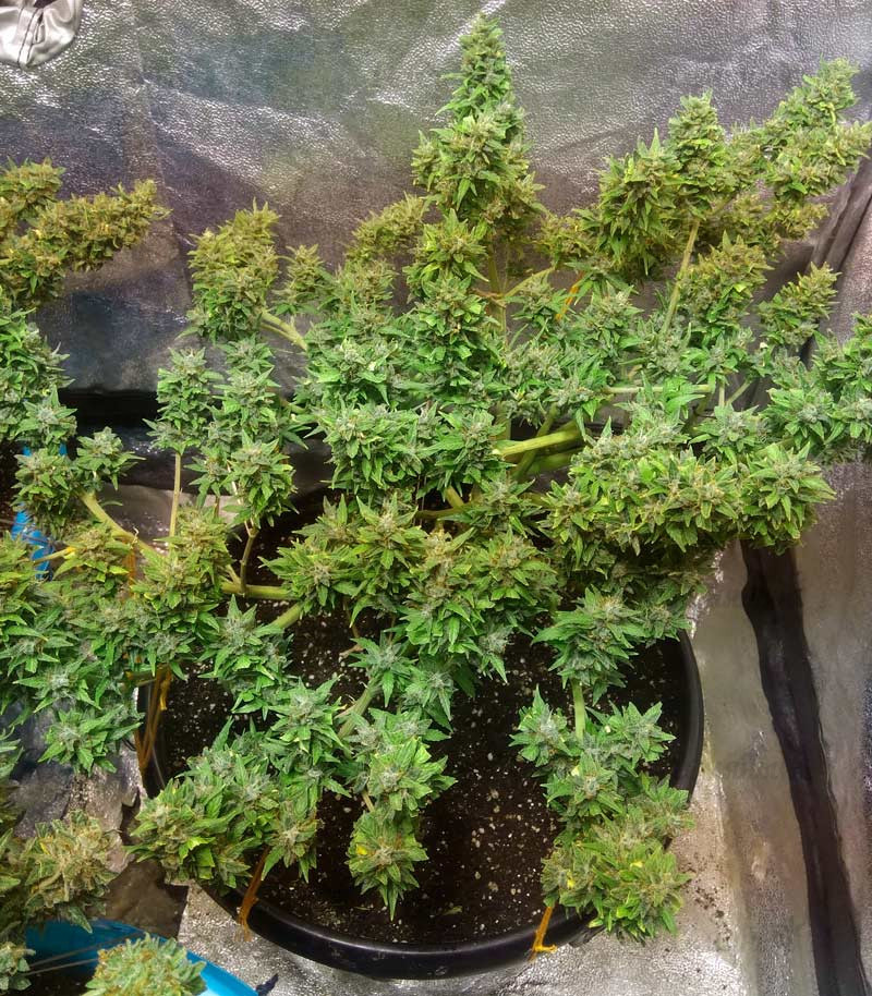 Семена сорта LSD-25 auto (FastBuds) Семена сорта LSD-25 auto (FastBuds) — изображение 5