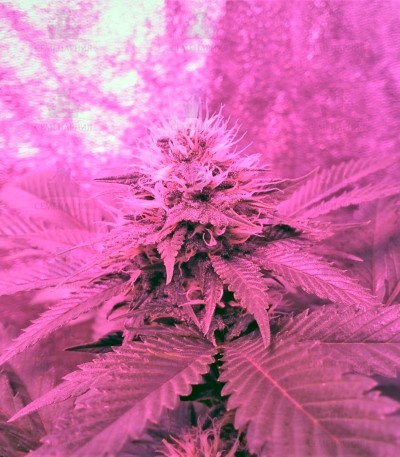 American Pie fem (Pyramid Seeds) American Pie fem (Pyramid Seeds) — изображение 4
