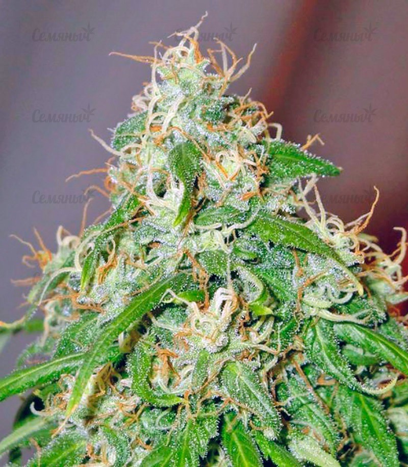 Семена сорта Sativa Champions Pack (Paradise Seeds) Семена сорта Sativa Champions Pack (Paradise Seeds) — изображение 6