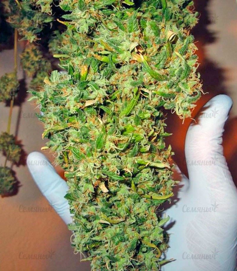 Семена сорта Sativa Champions Pack (Paradise Seeds) Семена сорта Sativa Champions Pack (Paradise Seeds) — изображение 7
