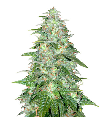 Сорт Auto Northern Lights fem (Pyramid Seeds) Сорт Auto Northern Lights fem (Pyramid Seeds)