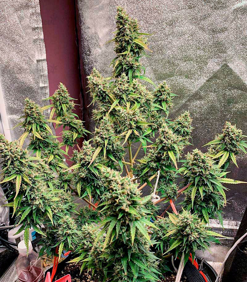 Семена сорта Auto Pineapple Glue fem (Advanced Seeds) Семена сорта Auto Pineapple Glue fem (Advanced Seeds) — изображение 2