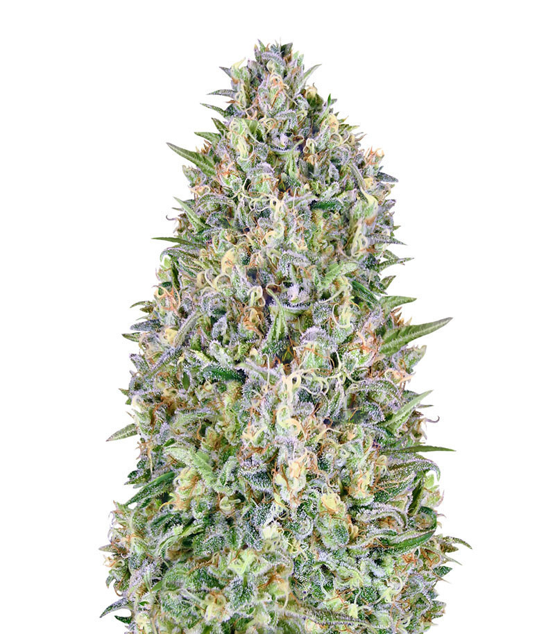 Семена сорта Auto Pineapple Glue fem (Advanced Seeds) Семена сорта Auto Pineapple Glue fem (Advanced Seeds)