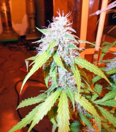 Сорт Auto Northern Lights fem (Pyramid Seeds) Сорт Auto Northern Lights fem (Pyramid Seeds) — изображение 3