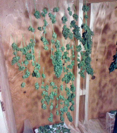 Сорт Auto Northern Lights fem (Pyramid Seeds) Сорт Auto Northern Lights fem (Pyramid Seeds) — изображение 4