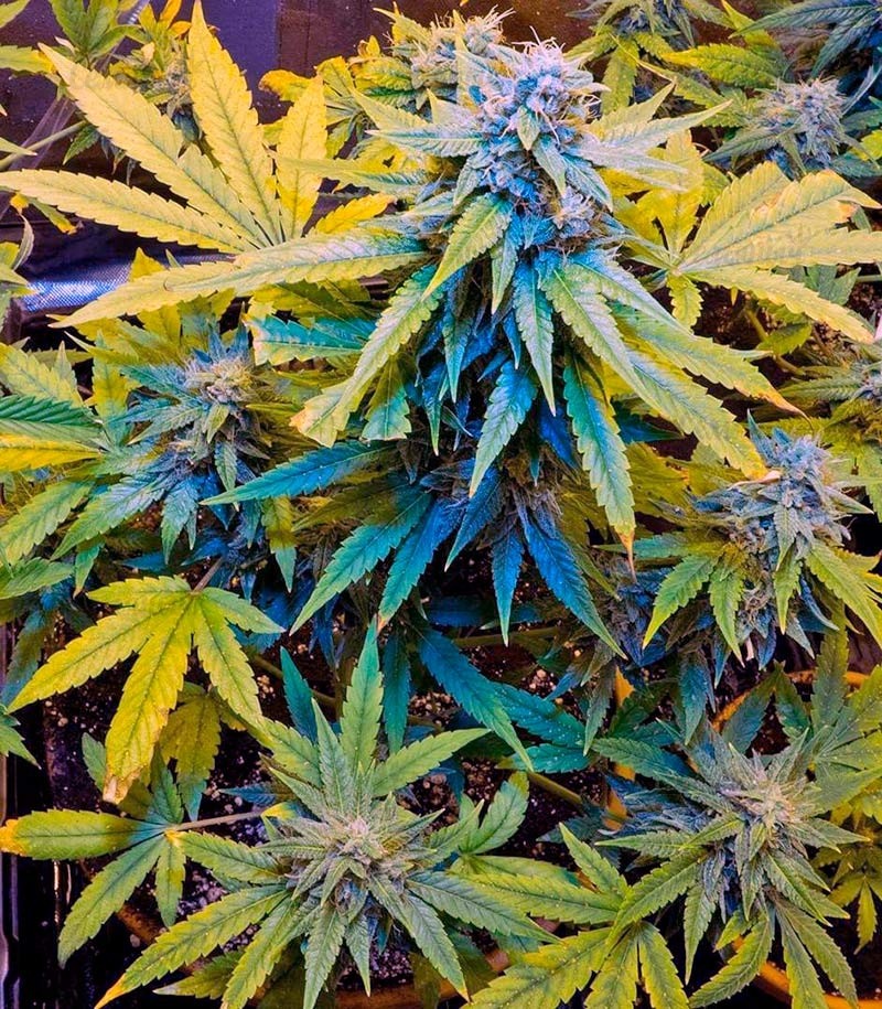 Семена сорта Automaria II fem (Paradise Seeds) Семена сорта Automaria II fem (Paradise Seeds) — изображение 2