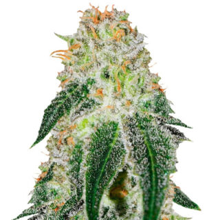 Семена сорта Black Russian (Delicious Seeds) Семена сорта Black Russian (Delicious Seeds)