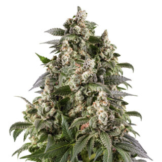 Семена сорта Cafe Racer fem (Blimburn Seeds) Семена сорта Cafe Racer fem (Blimburn Seeds)