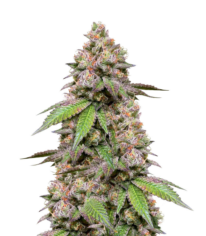 DDoS #33 fem (Herbies Seeds) DDoS #33 fem (Herbies Seeds)