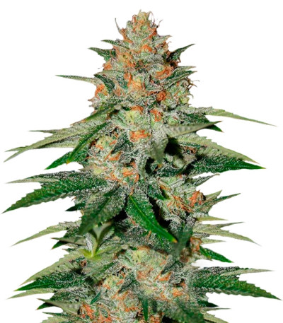 Сорт Delicious Candy fem (Delicious Seeds) Сорт Delicious Candy fem (Delicious Seeds)