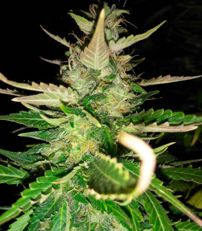 Семена сорта Delicious Candy Auto (Delicious Seeds) Семена сорта Delicious Candy Auto (Delicious Seeds) — изображение 3