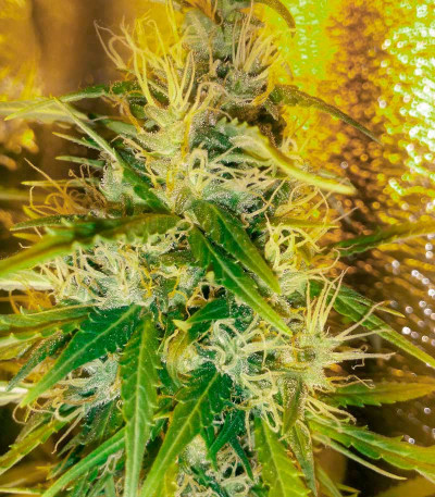 Семена сорта Delicious Candy Auto (Delicious Seeds) Семена сорта Delicious Candy Auto (Delicious Seeds) — изображение 5
