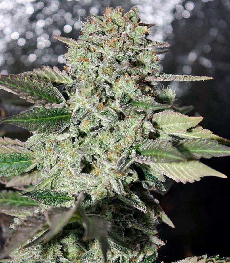 Семена сорта Dutch Kush fem (Paradise Seeds) Семена сорта Dutch Kush fem (Paradise Seeds) — изображение 2