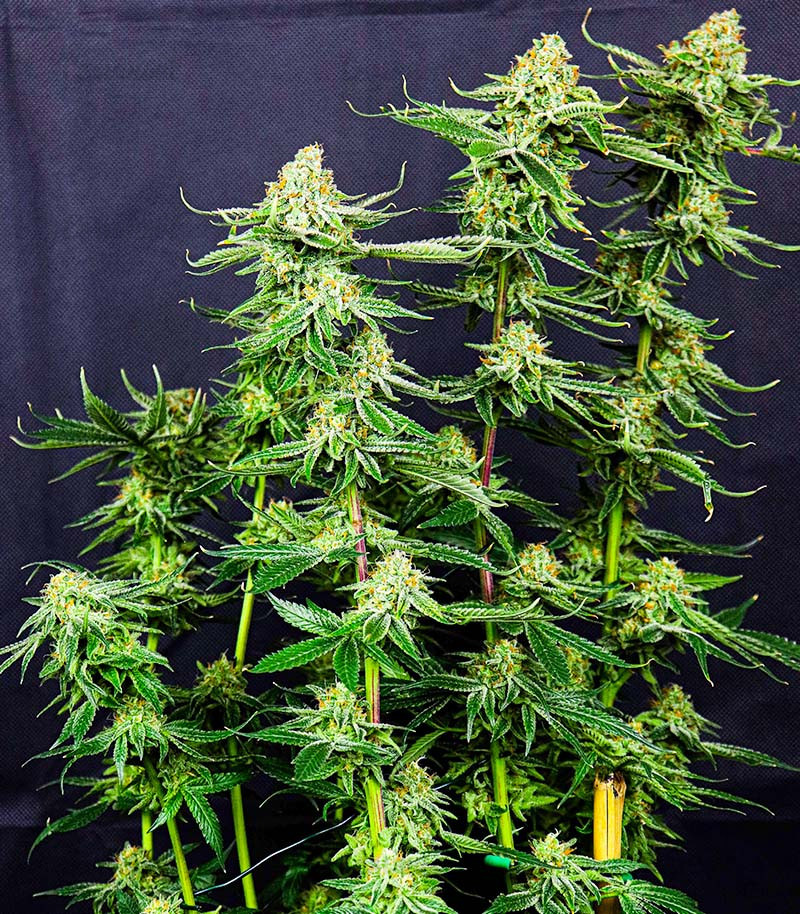 Семена сорта Gelato #33 fem (Advanced Seeds) Семена сорта Gelato #33 fem (Advanced Seeds) — изображение 2