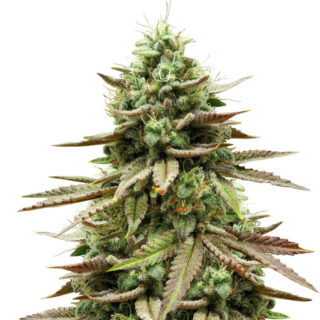 Семена сорта Gelato #33 fem (Advanced Seeds)