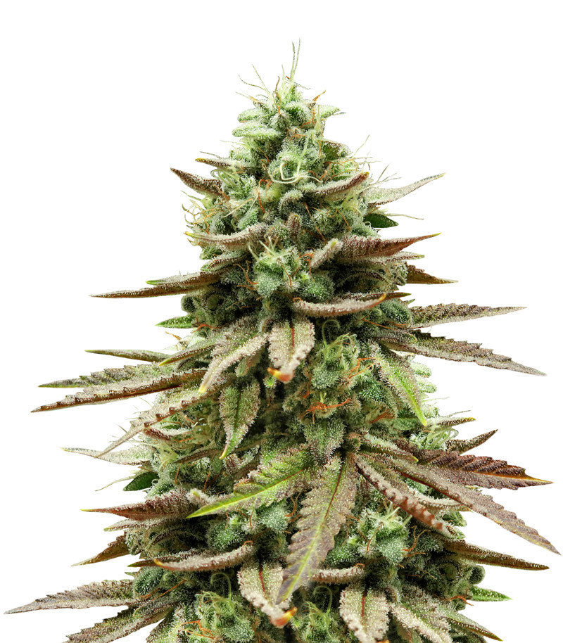 Семена сорта Gelato #33 fem (Advanced Seeds) Семена сорта Gelato #33 fem (Advanced Seeds)