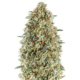 Семена сорта Gorilla Blue fem (Advanced Seeds)