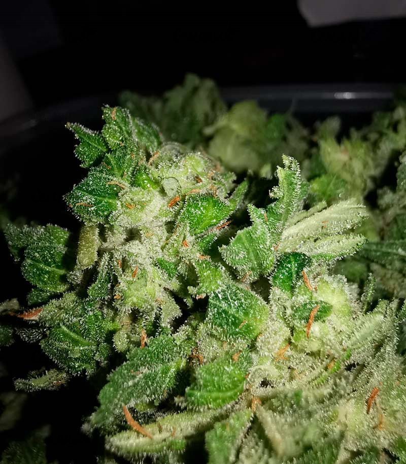 Семена сорта Gorilla Glue fem (Monster Genetics) Семена сорта Gorilla Glue fem (Monster Genetics) — изображение 3