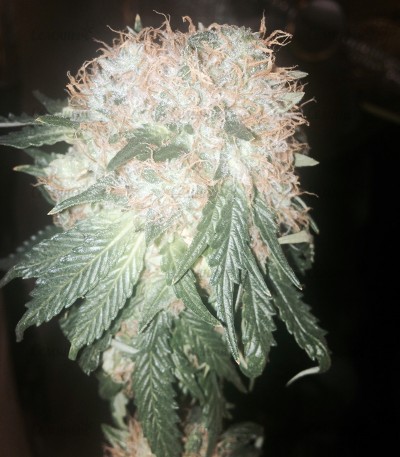 Green Ninja fem (Heavyweight Seeds) Green Ninja fem (Heavyweight Seeds) — изображение 2