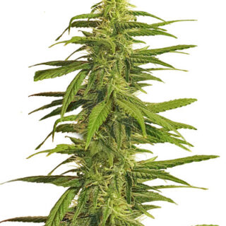 Сорт K-2 fem (Nirvana Seeds)