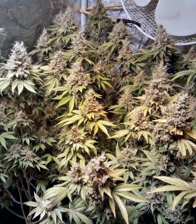 LSD fem (Barney's Farm) LSD fem (Barney's Farm) — изображение 4