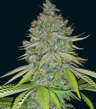 Сорт Lemon Skunk fem (GHS) Сорт Lemon Skunk fem (GHS) — изображение 6