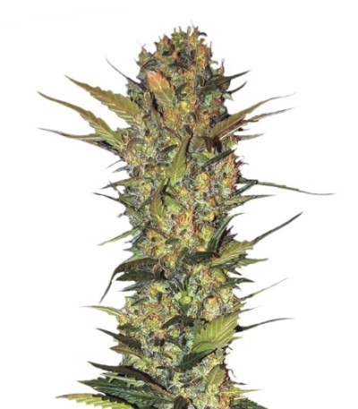 Lithium OG Kush (Nirvana Seeds) Lithium OG Kush (Nirvana Seeds)