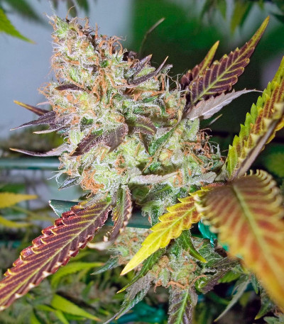 Семена сорта Lucid Bolt fem (Paradise Seeds) Семена сорта Lucid Bolt fem (Paradise Seeds) — изображение 4