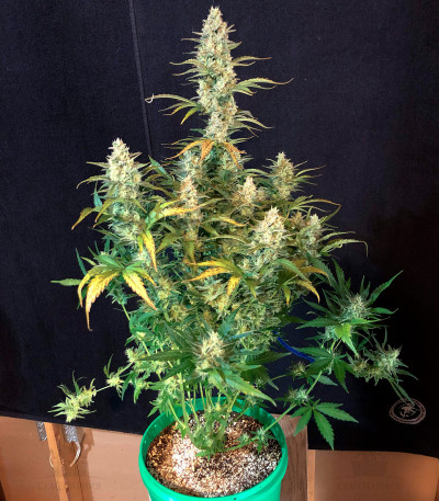 Mimosa Cake Auto fem (FastBuds) Mimosa Cake Auto fem (FastBuds) — изображение 3