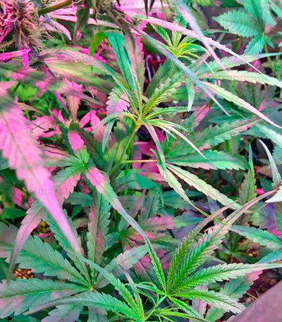 Семена сорта Misty Kush regular Семена сорта Misty Kush regular — изображение 2
