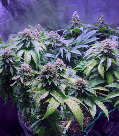 Northern Lights fem (Pyramid Seeds) Northern Lights fem (Pyramid Seeds) — изображение 4