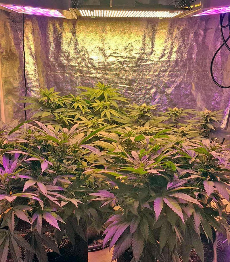 Сорт Northern Lights regular (Nirvana Seeds) Сорт Northern Lights regular (Nirvana Seeds) — изображение 4