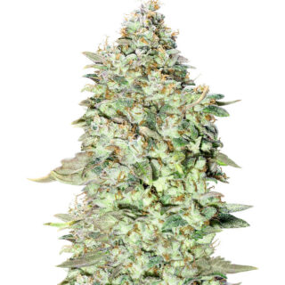 Семена сорта OG Kush S.F.V. fem (Advanced Seeds)