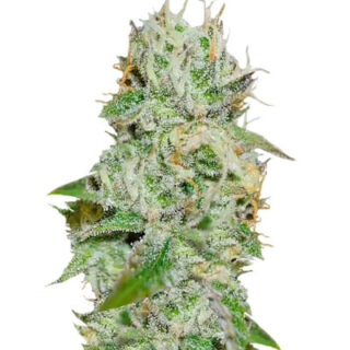 Семена сорта Original Juan Herer fem (Delicious Seeds)