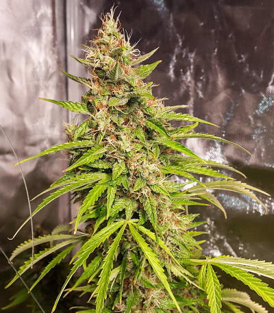 Original Jack Herer Auto fem (FastBuds) Original Jack Herer Auto fem (FastBuds) — изображение 3