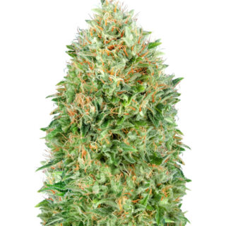 Семена сорта Pineapple Glue fem (Advanced Seeds)