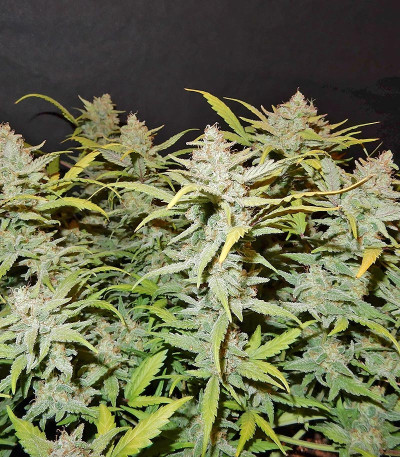 Pineapple Express auto fem (Barney's Farm) Pineapple Express auto fem (Barney's Farm) — изображение 3