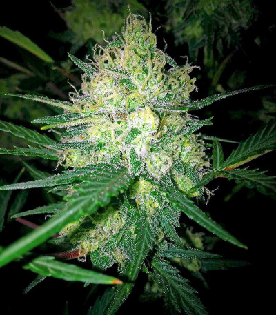 Pineapple Express auto fem (Barney's Farm) Pineapple Express auto fem (Barney's Farm) — изображение 4