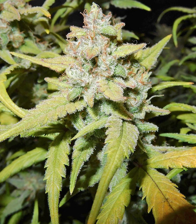 Pineapple Express auto fem (Barney's Farm) Pineapple Express auto fem (Barney's Farm) — изображение 5