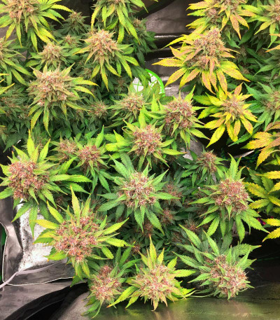Purple Juice Auto fem (Herbies Seeds) Purple Juice Auto fem (Herbies Seeds) — изображение 2