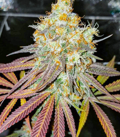 Purple Punch fem (Barney's Farm) Purple Punch fem (Barney's Farm) — изображение 3