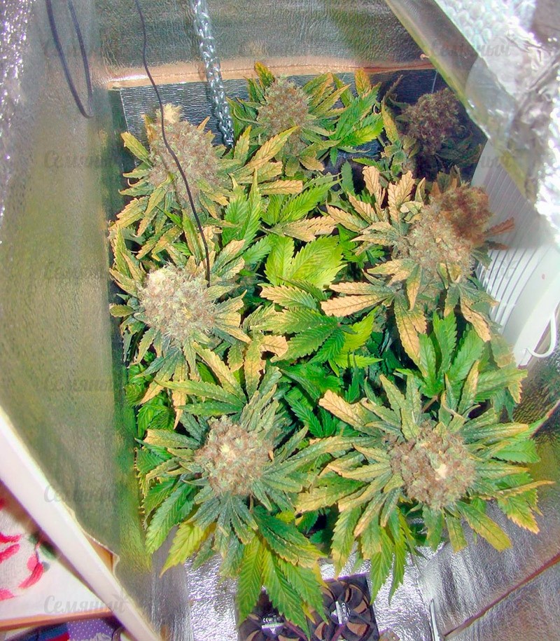 Семена сорта Sour Diesel #2 regular (Humboldt Seeds) Семена сорта Sour Diesel #2 regular (Humboldt Seeds) — изображение 5