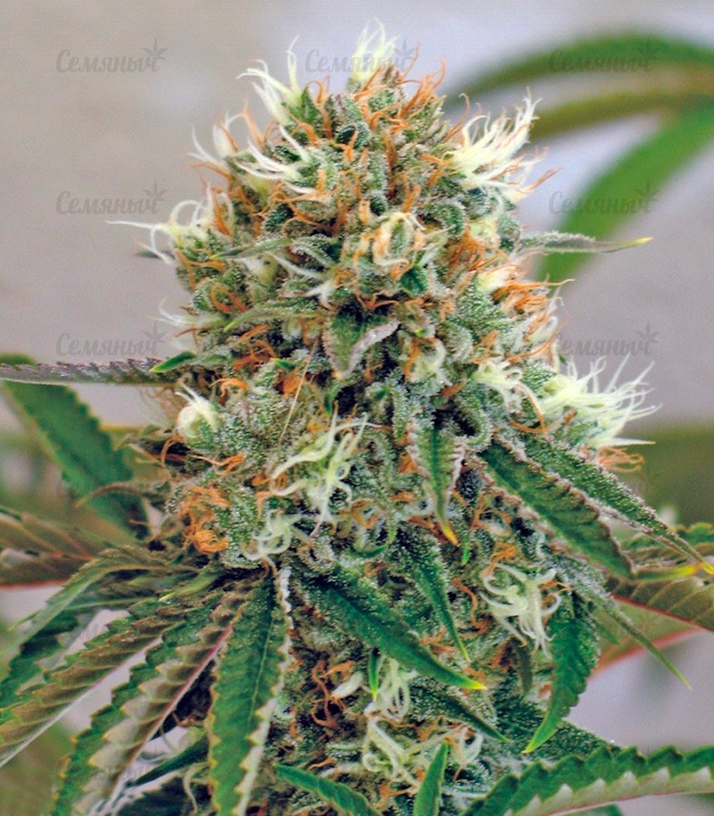 Семена сорта Sour Diesel #2 regular (Humboldt Seeds) Семена сорта Sour Diesel #2 regular (Humboldt Seeds) — изображение 6