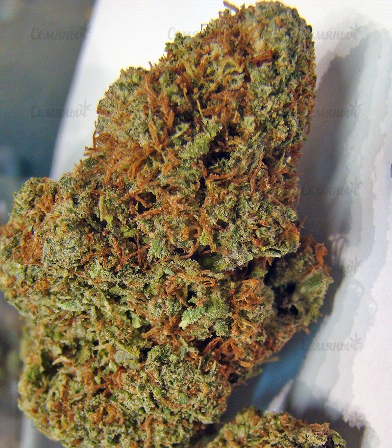 Семена сорта Sour Diesel #2 regular (Humboldt Seeds) Семена сорта Sour Diesel #2 regular (Humboldt Seeds) — изображение 7