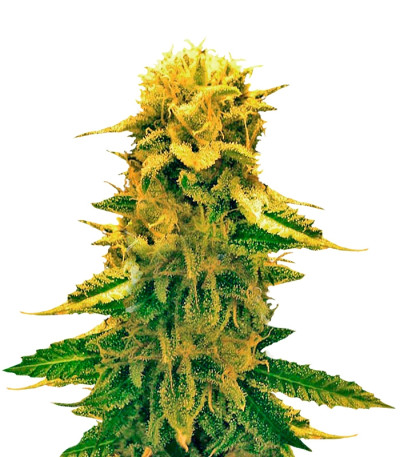 Семена сорта Sugar Black Rose Auto fem (Delicious Seeds) Семена сорта Sugar Black Rose Auto fem (Delicious Seeds)