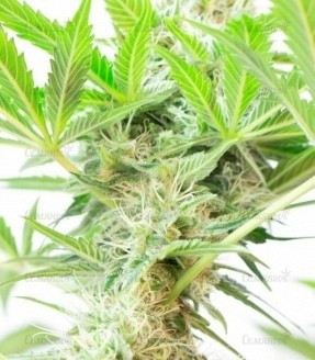 Somango XL fem (RQS) семена конопли Somango XL fem (RQS) семена конопли — изображение 2