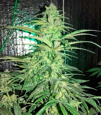 Strawberry Cake fem (Heavyweight Seeds) Strawberry Cake fem (Heavyweight Seeds) — изображение 3