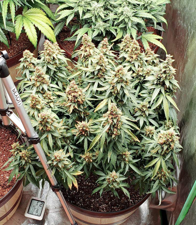 Семена сорта Wedding Cheesecake Auto fem (FastBuds) Семена сорта Wedding Cheesecake Auto fem (FastBuds) — изображение 4