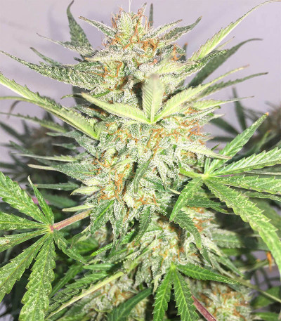 Семена сорта Auto Ak (AK 47 Auto) (Семяныч) Семена сорта Auto Ak (AK 47 Auto) (Семяныч) — изображение 6